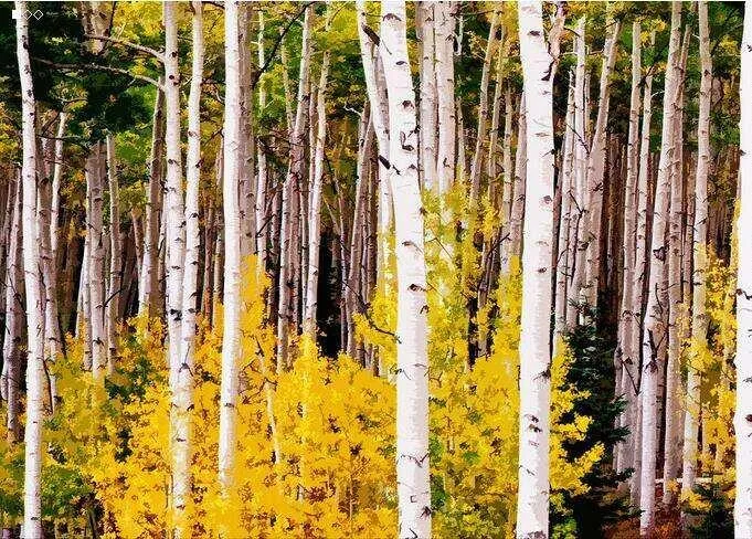 Supplemento naturale puro Estratto di corteccia di betulla 98% betulinica 0